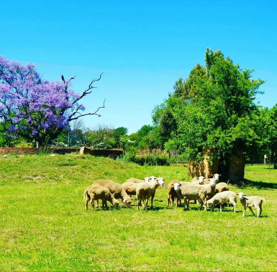 Off - grid Smallholding for sale