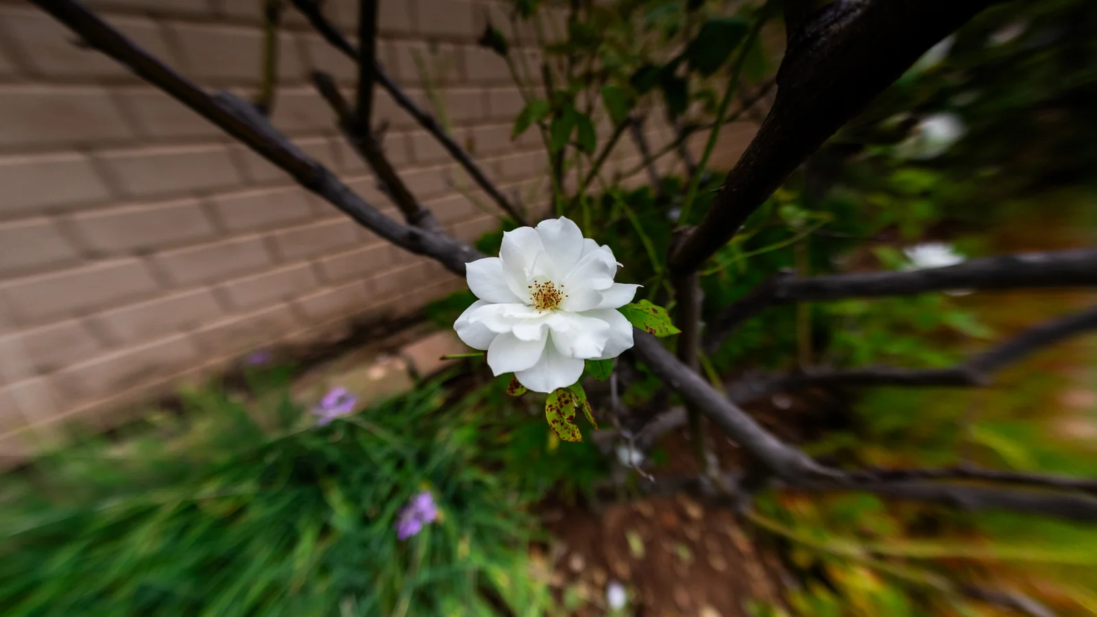 PERFECT MIDLANDS FREESTANDING STARTER HOME