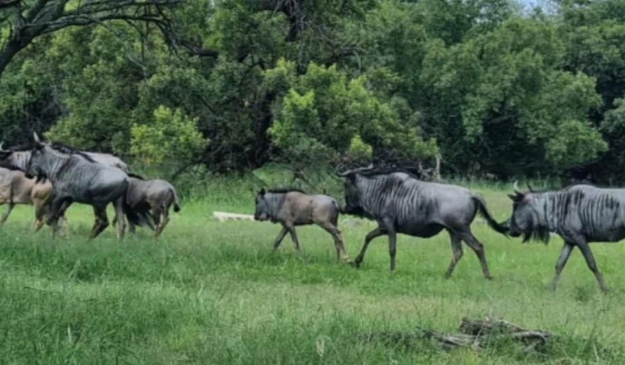 STUNNING FAMILY HOME TO LET IN LEEUWFONTEIN ESTATE!!!!!!