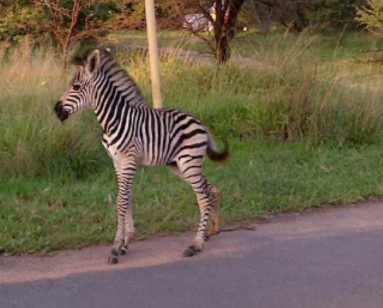 STUNNING FAMILY HOME TO LET IN LEEUWFONTEIN ESTATE!!!!!!