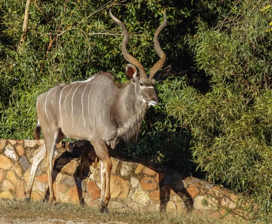 STUNNING FAMILY HOME TO LET IN LEEUWFONTEIN ESTATE!!!!!!