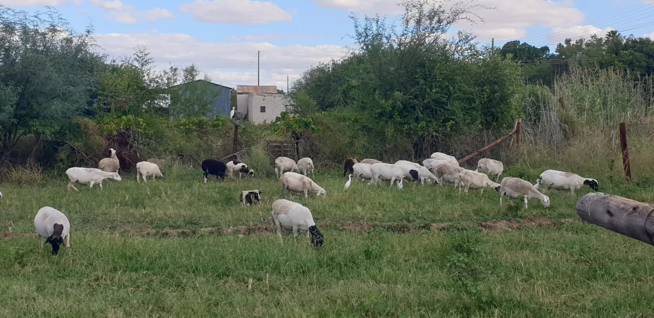 LFPE-18220